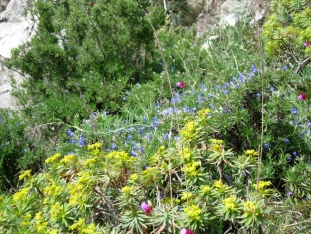 fiori a
	capri